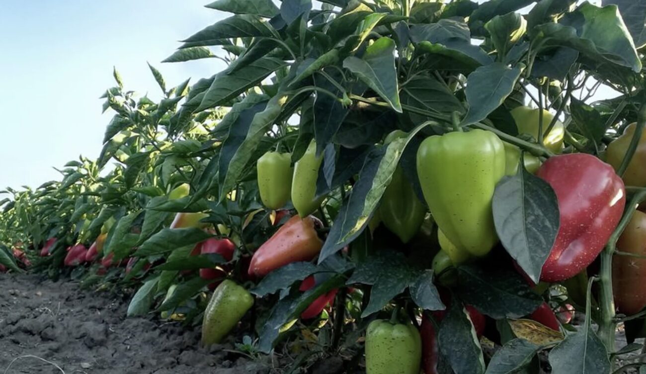 Городники поділилися назвами стійких й смачних сортів перцю
