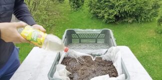 Городники розповіли, як з пластикових ящиків зробити парник