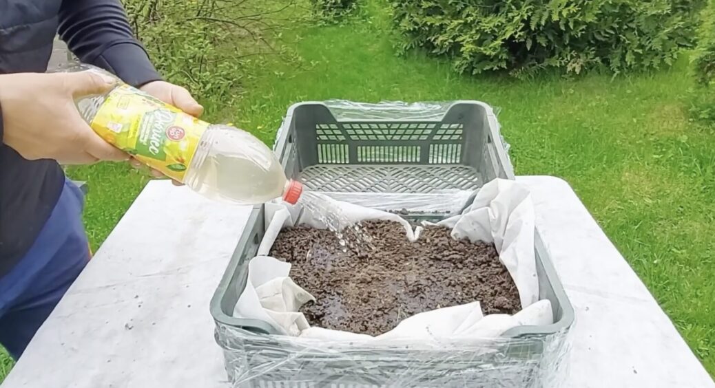 В “Аврорі” купила дешеві пластикові ящики – і за 15 хвилин зробила собі парник: лайфхак для дачників 