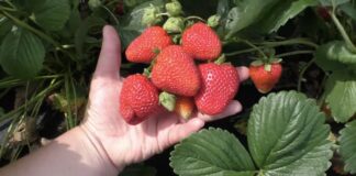 Садівники розповіли, що зробити, щоб полуниця не гнила і була солодкою
