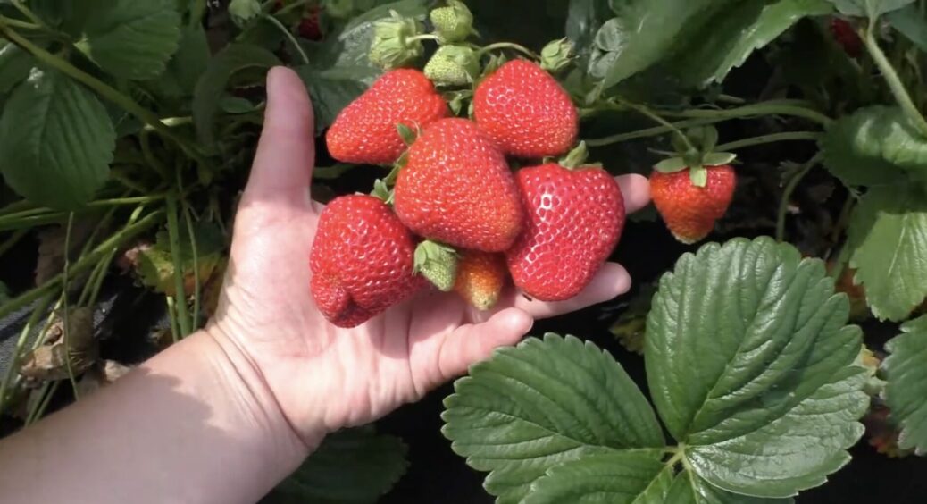 Так робить мій сват – дачник “старої школи”, а тепер і я: полуниця в 3 рази солодша і взагалі не гниє 