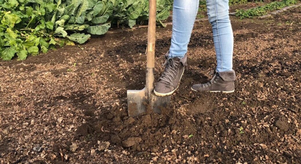 Березень не пробачає 3 помилок: через них – слабка розсада, хворі троянди і тріщини на деревах навесні 