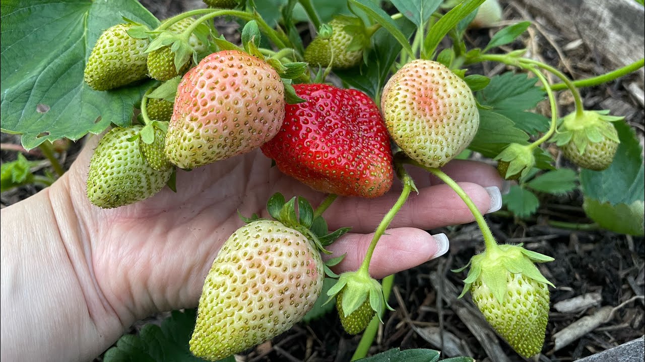 Садівники порадили просте добриво для покращення смаку полуниці — врожайність буде на висоті
