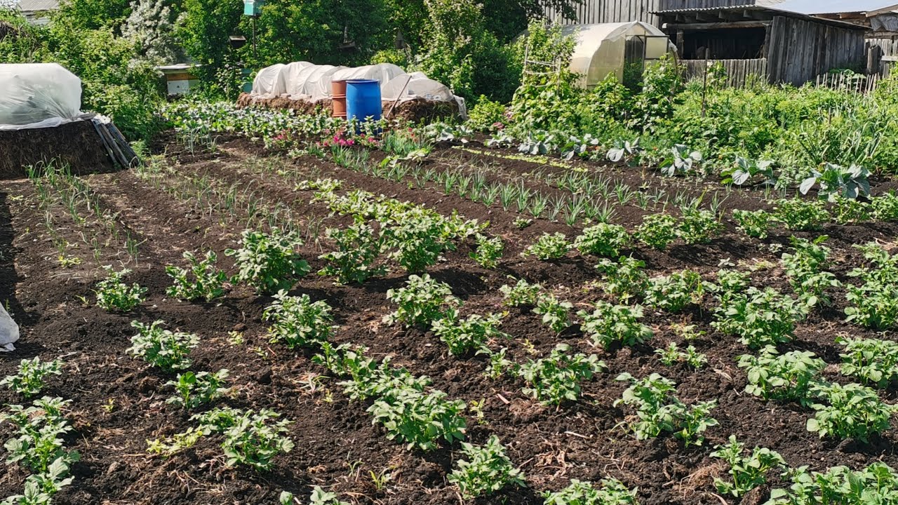 Експерти порадили простий спосіб використання старих колготок на грядці з користю