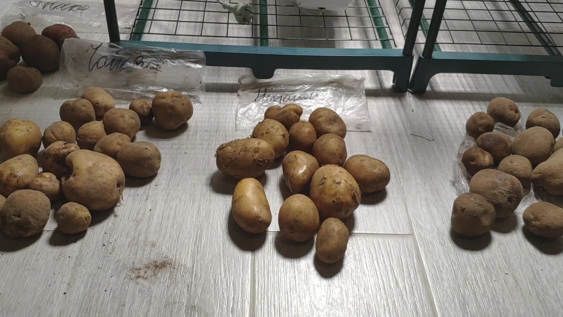 Городники розповіли, як можна отримати ранній урожай картоплі. Фото: скріншот з YouTube Городники розповіли, як можна отримати ранній урожай картоплі. Фото: скріншот з YouTube