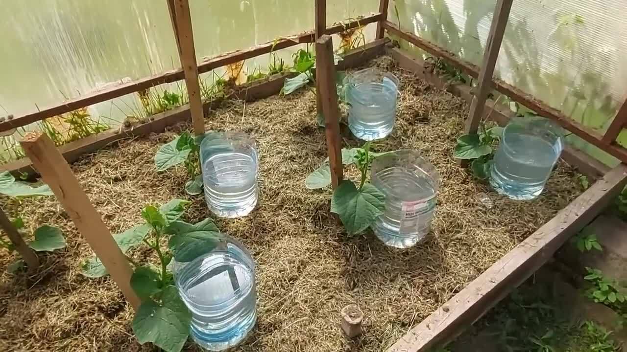 Городники порадили зробити крапельний полив для городу зі звичайних пластикових пляшок