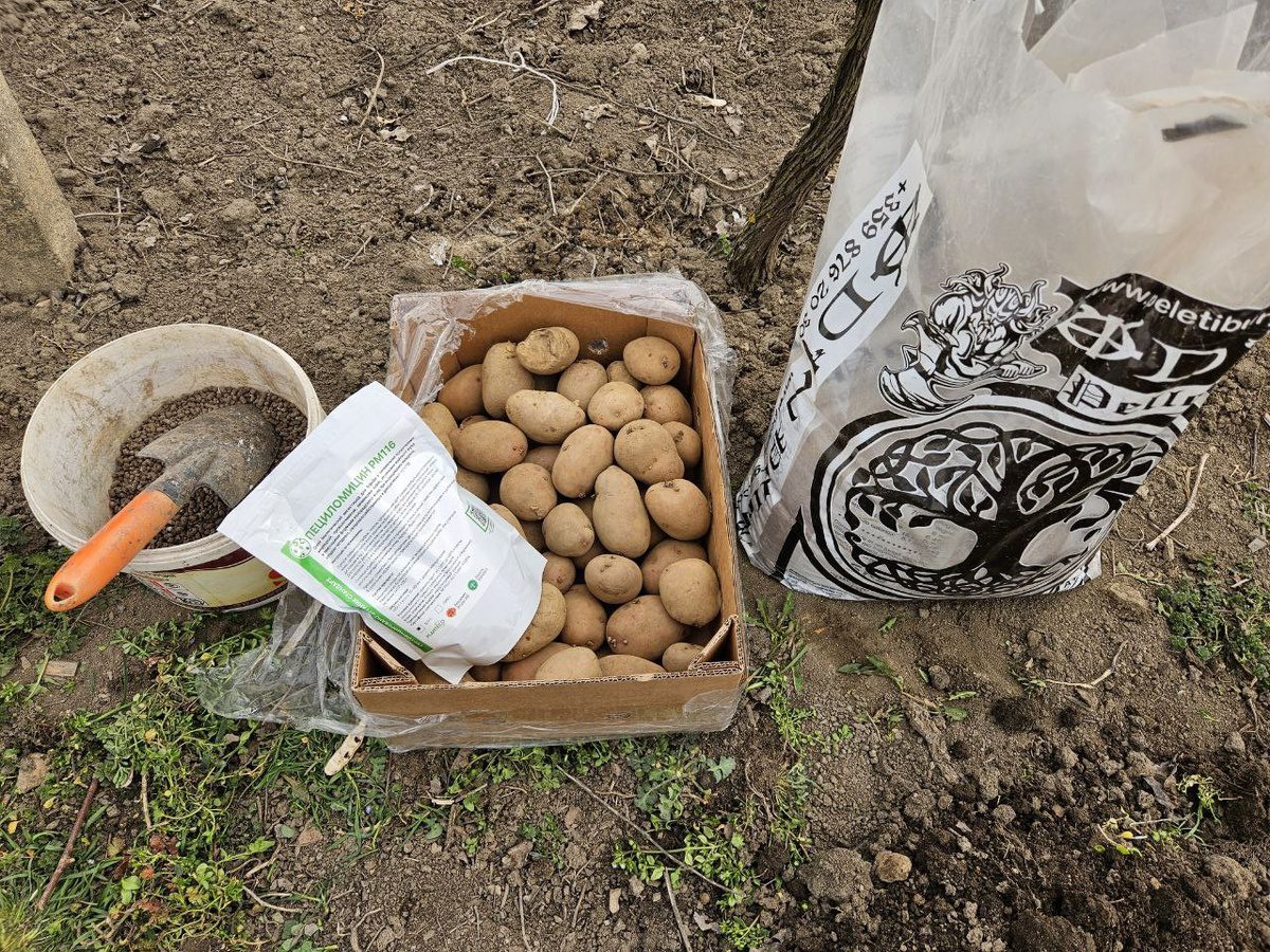 Городники розповіли, який сорт картоплі обрати, аби отримати рекордний урожай плодів