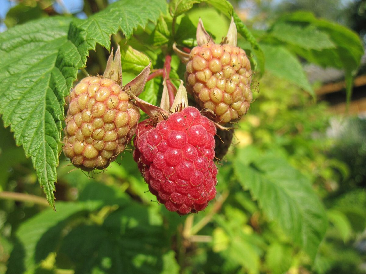 Садівники розповіли, яке підживлення для малини допоможе виростити солодкі та великі ягоди
