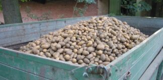 Найкращі сорти картоплі для вирощування на власній грядці. Фото: Pixabay