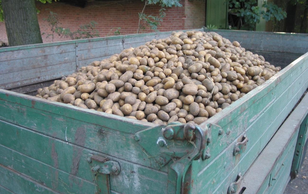 Найкращі сорти картоплі для вирощування на власній грядці. Фото: Pixabay