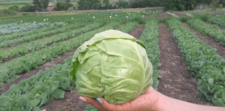 Дачники розповіли, як садити капусту, щоб вона виросла солодкою 
