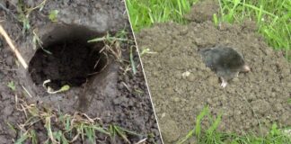Як захистити грядку від кротів