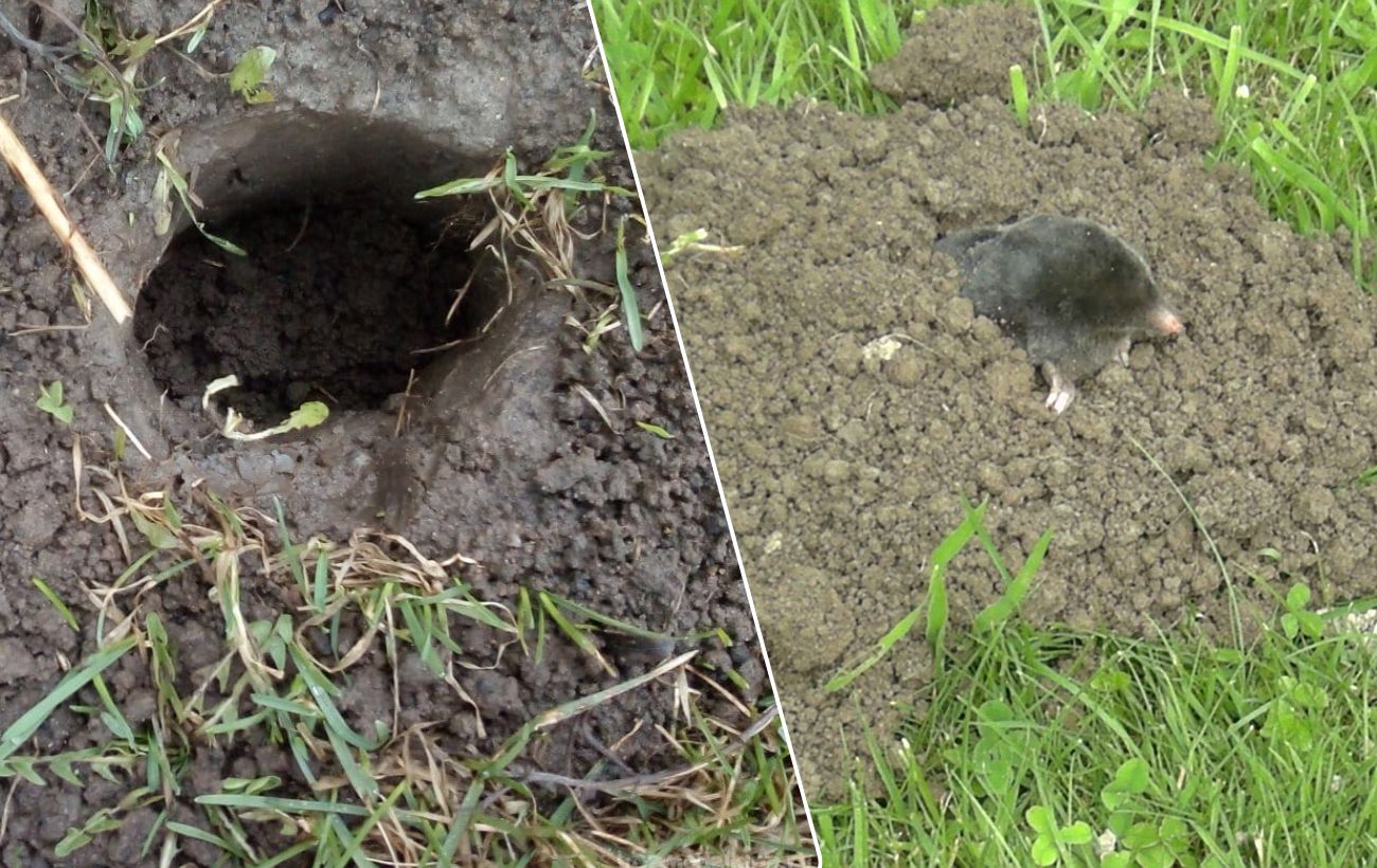 Як захистити грядку від кротів