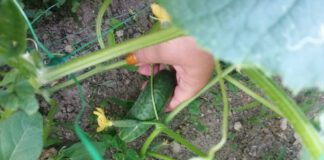 Городники розповіли про переваги підживлення огірків деревною золою 