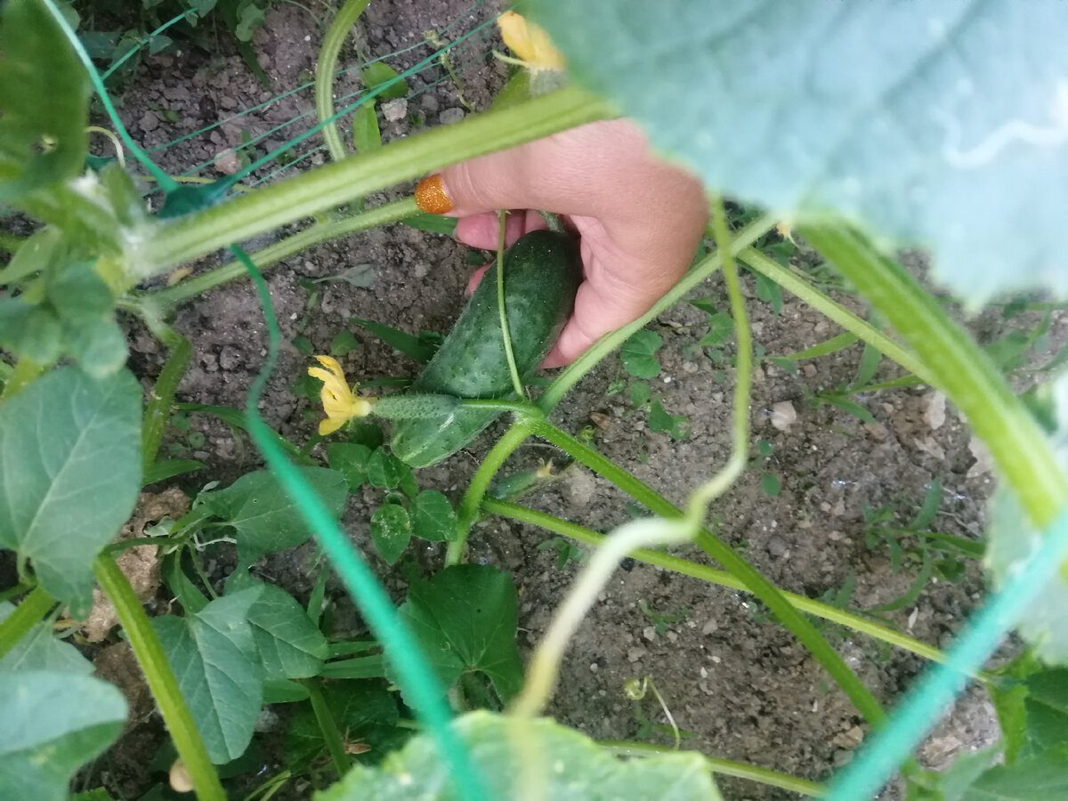 Городники порадили спробувати посадити огірки у старе відро без дна для кращого плодоношення