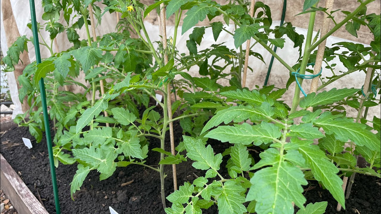 Городники порадили, як правильно висаджувати розсаду томатів, аби вона порадувала врожайністю