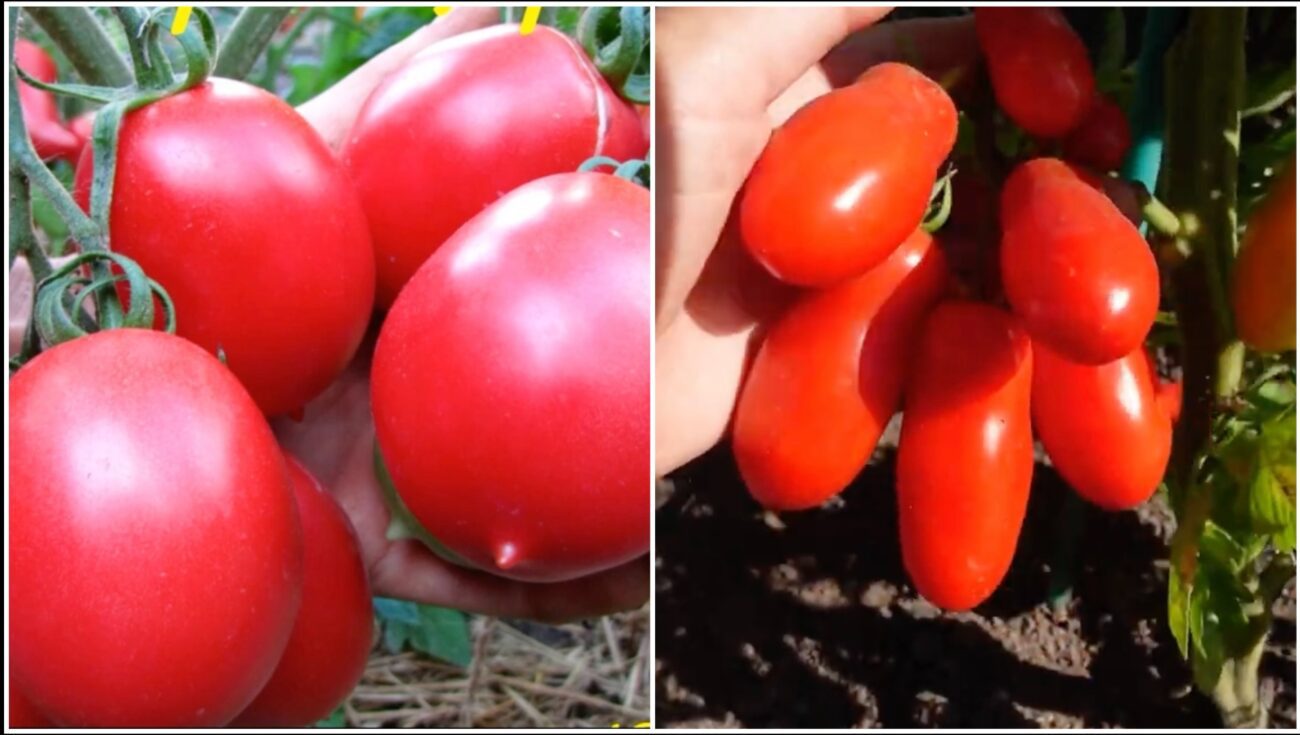 Городники поділилися назвами двох найкращих сортів томатів