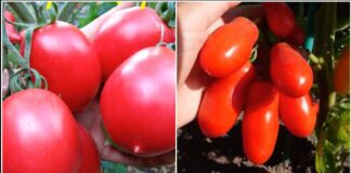 Городники поділилися назвами двох найкращих сортів томатів