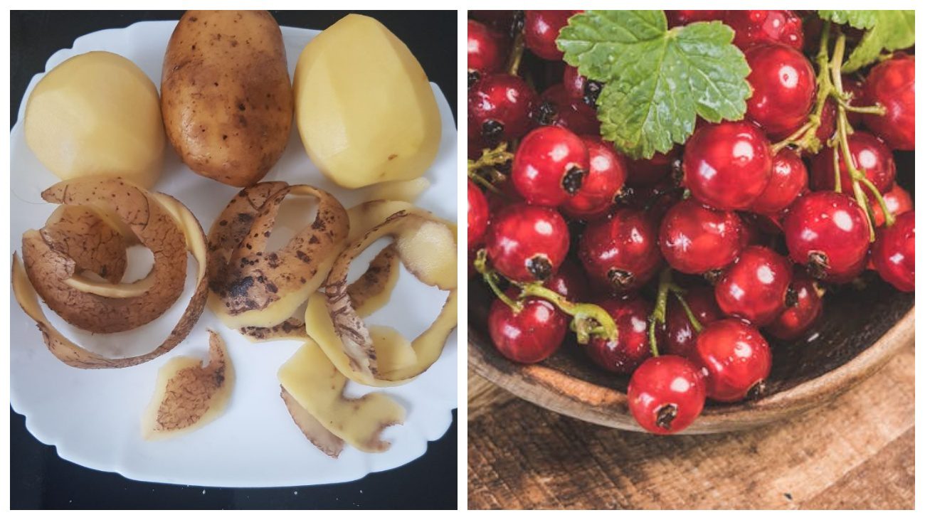 Садівники поділилися секретами догляду за смородиною