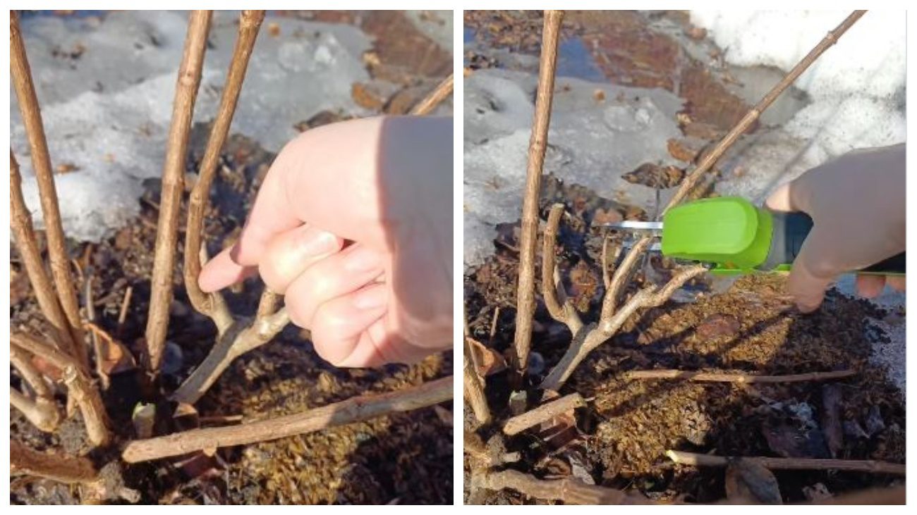 Квітникарі дали поради щодо весняної обрізки гортензій