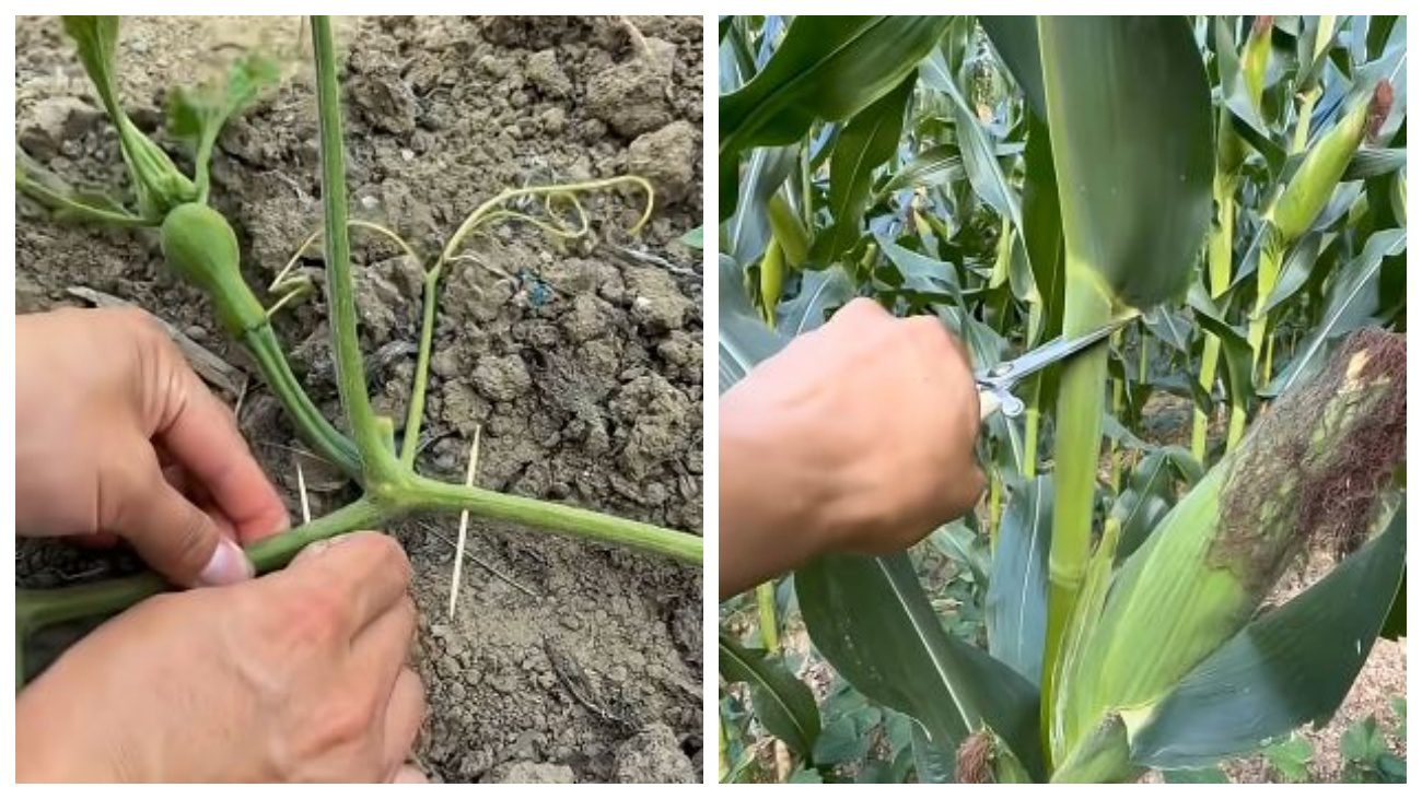 Агрономи поділилися механічним методом змусити рослини працювати на урожай