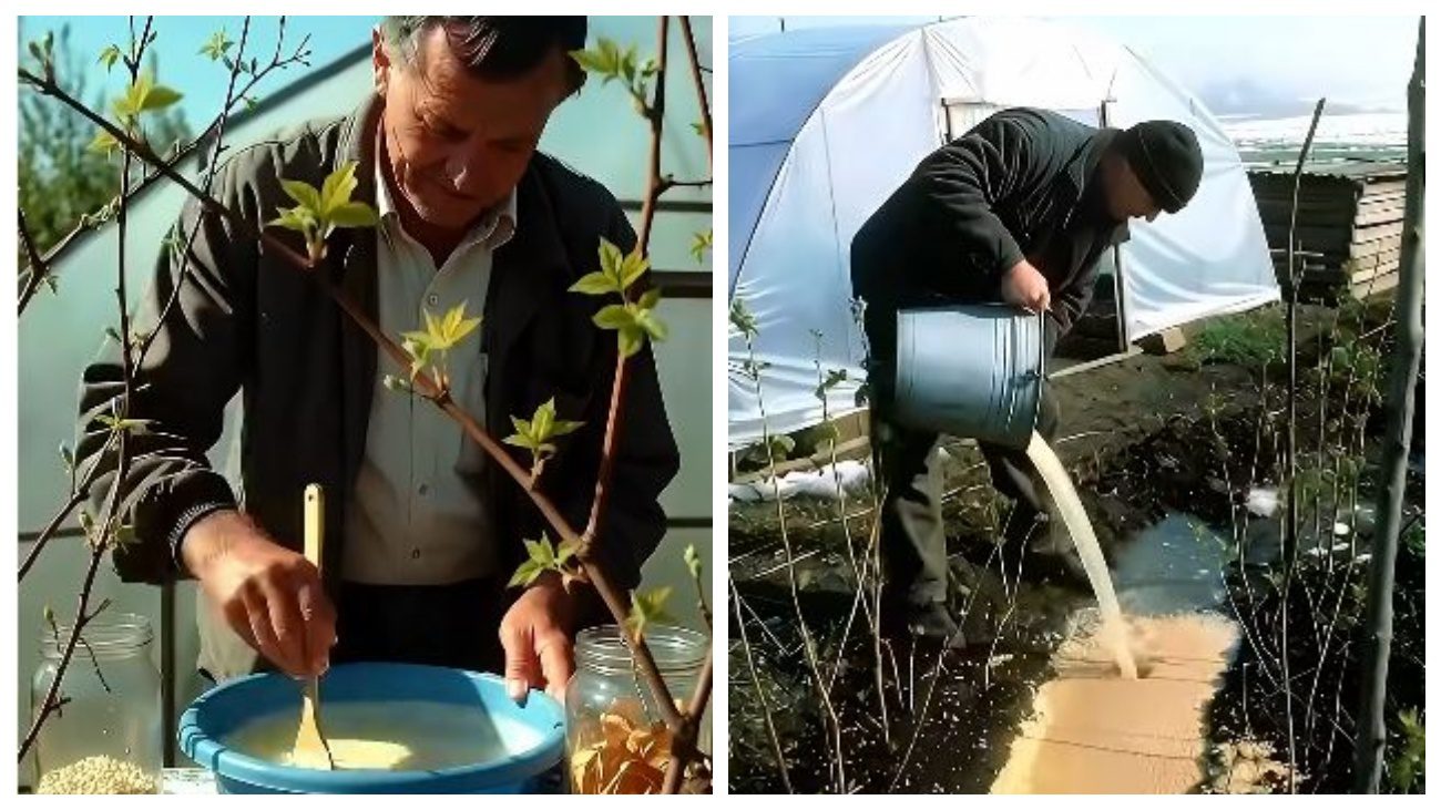 Садівники порадили, чим підгодувати малину навесні