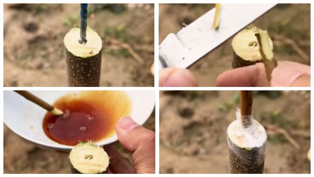 Садівники порадили незвичний спосіб прищеплення дерев