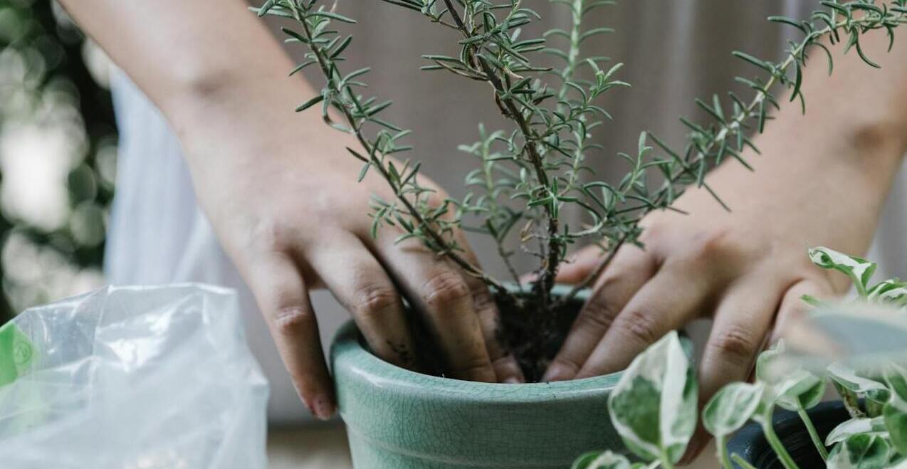 Квітникарі пояснили, чому рослини з магазину не завжди цвітуть вдома