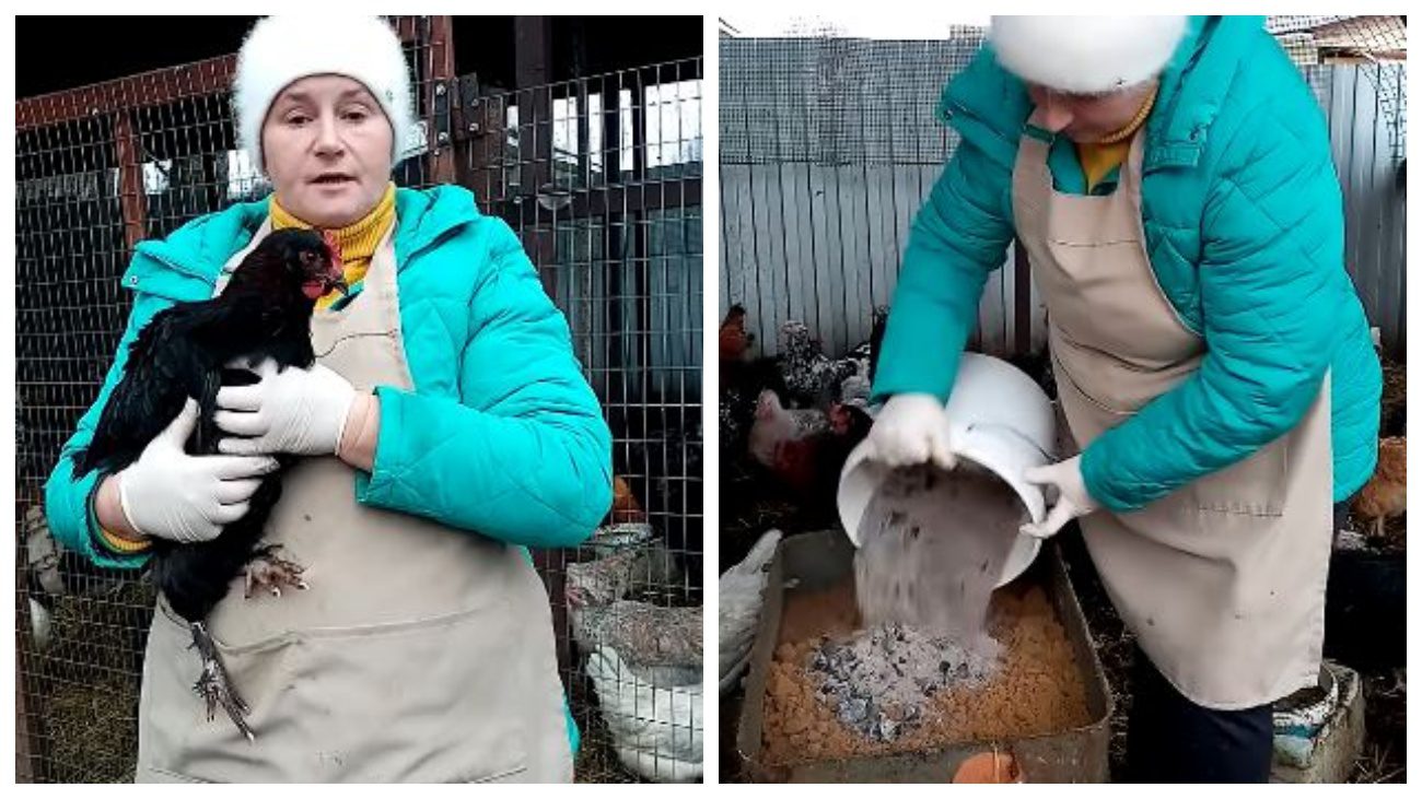 Птахівники розповіли, як позбавити курей від паразитів