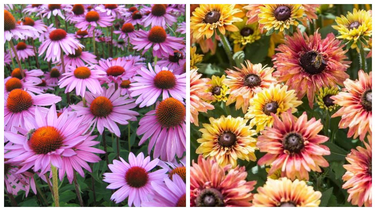 Ехінацея та рудбекія
