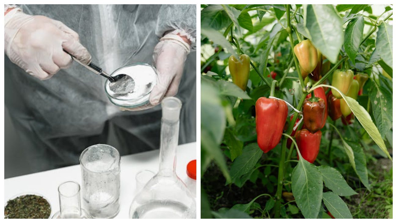 Городники поділились ідеєю використання зубного порошку для вирощування перцю