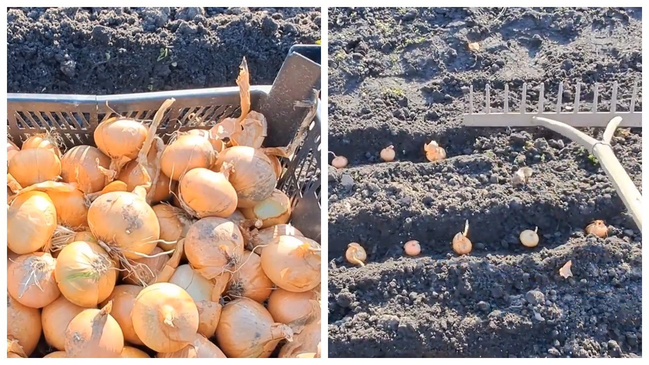 Городники дали поради щодо весняної посадки цибулі. Фото: YouTube Вирощування рослин