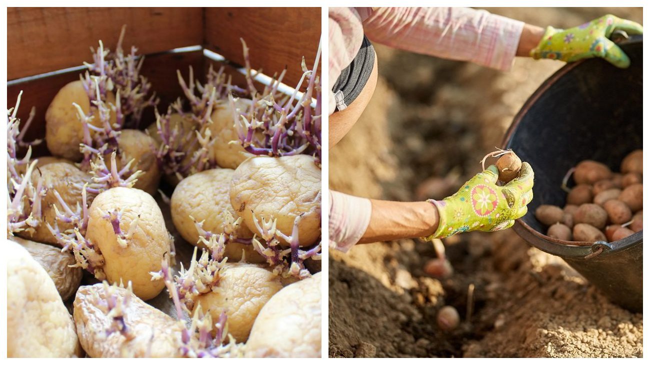 Городники розповіли про нюанси пророщування картоплі на світлі