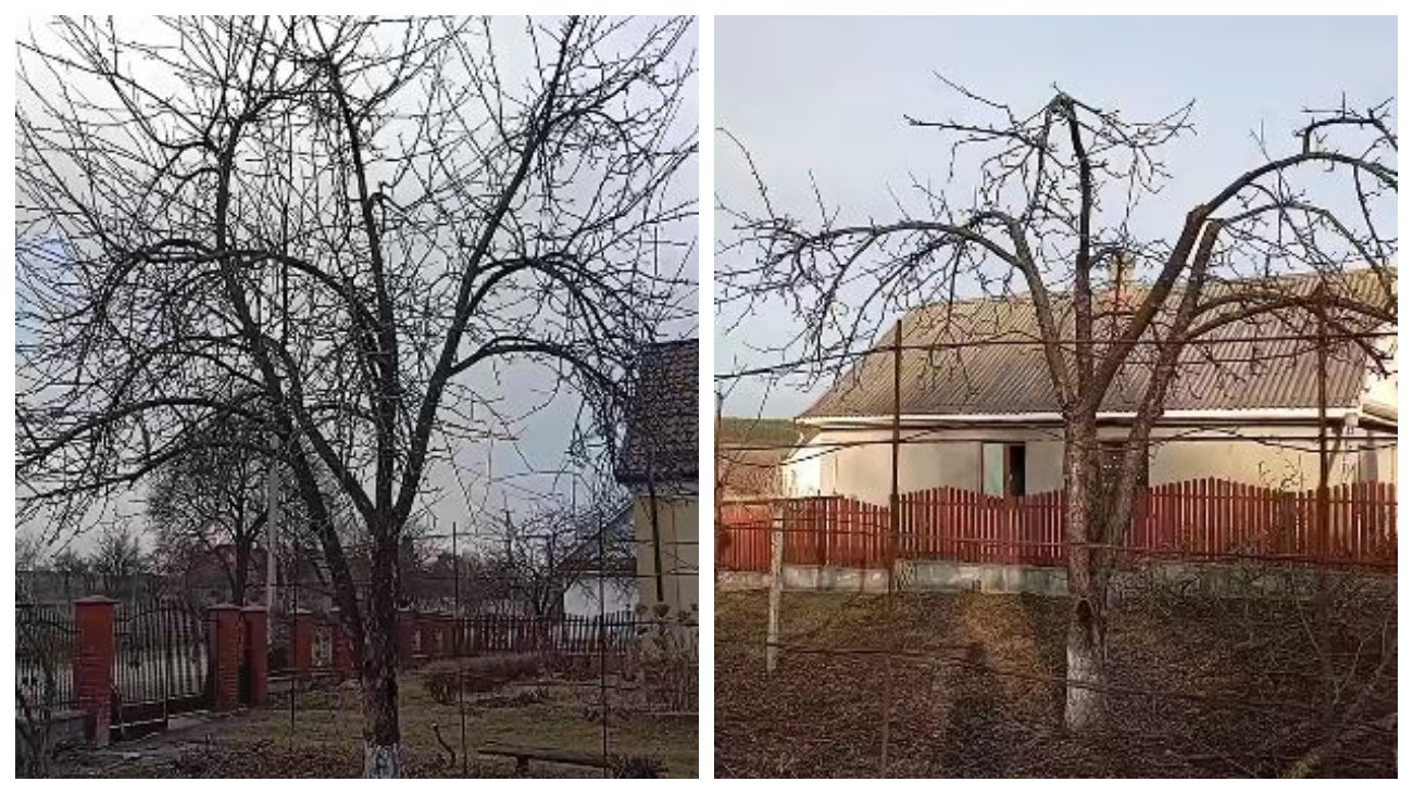 Садівники розповіли про особливості березневої обрізки яблунь