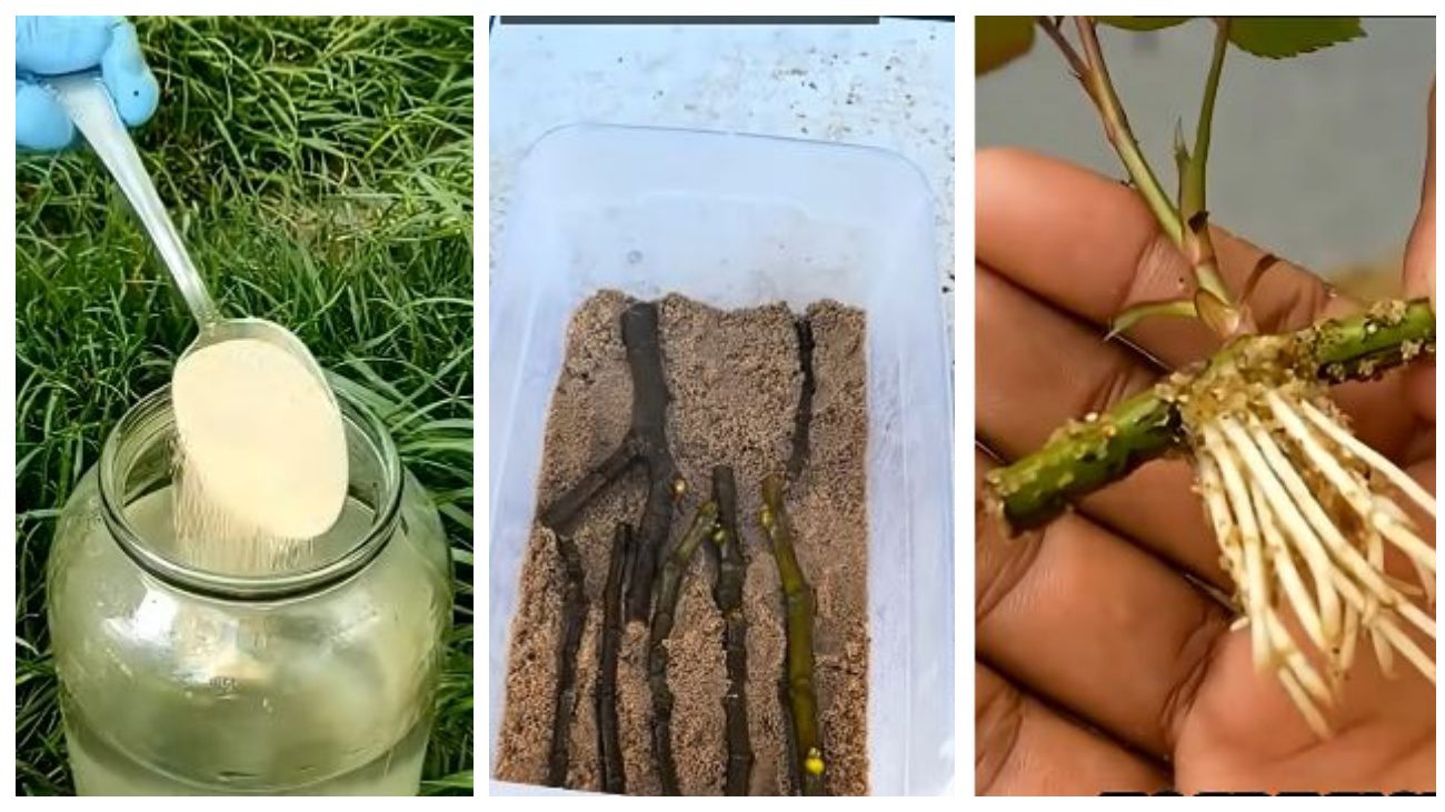 Садівники порадили рецепт саморобного укорінювача