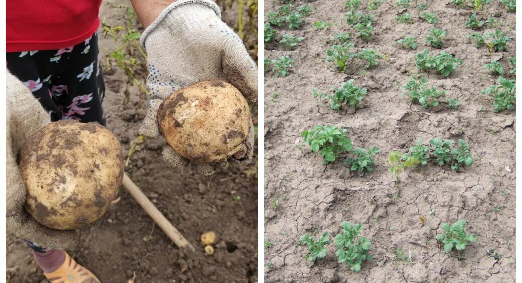 Сорт картоплі, про який мовчать сусіди. Садила, саджу і буду садити його далі: дає по 3 відра з куща 