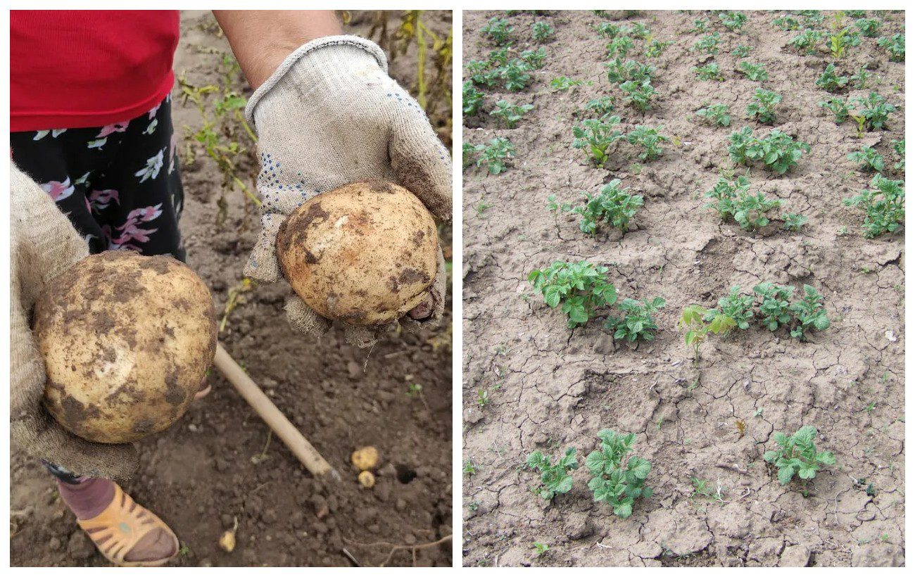 Який сорт картоплі посадити на ділянці