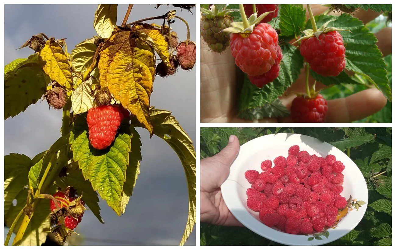 Як покращити врожайність малини