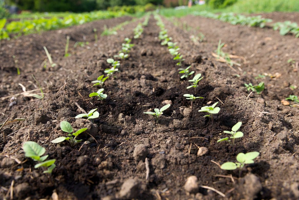 Городники порадили, який сорт картоплі найкращий для вирощування на грядці. Фото: Добрі новини