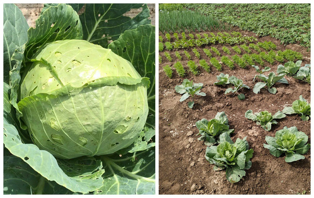 Як захистити капусту від слимаків