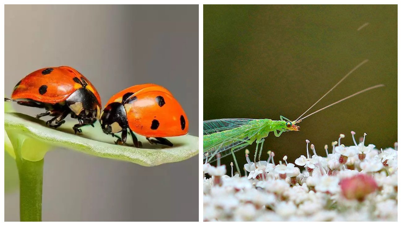 Городники порадили безпечні методи обробки перцю у теплиці