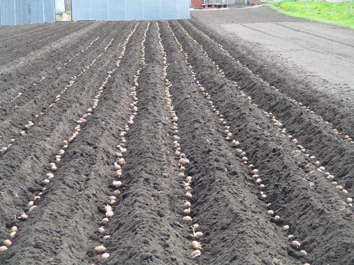 Городники розповіли, в які дні не можна садити картоплю та як правильно готувати її до посадки