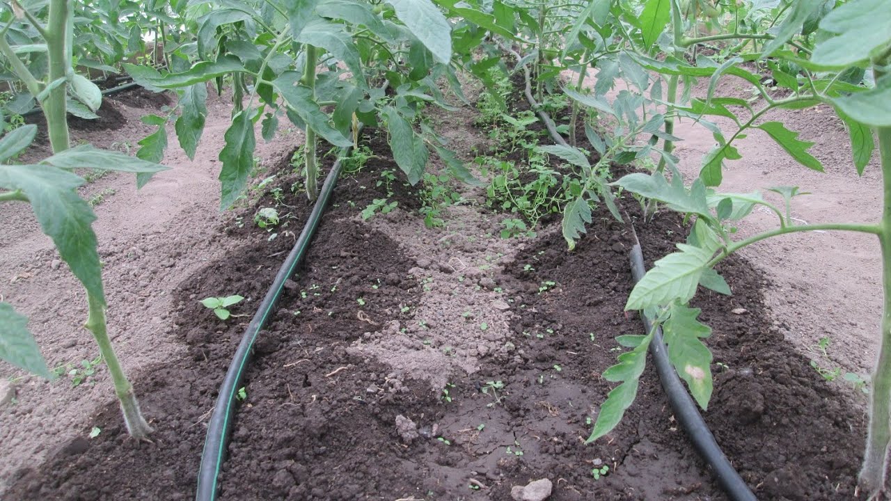 Городники порадили, чим поливати розсаду, аби вона росла міцною і не витягувалась — порада