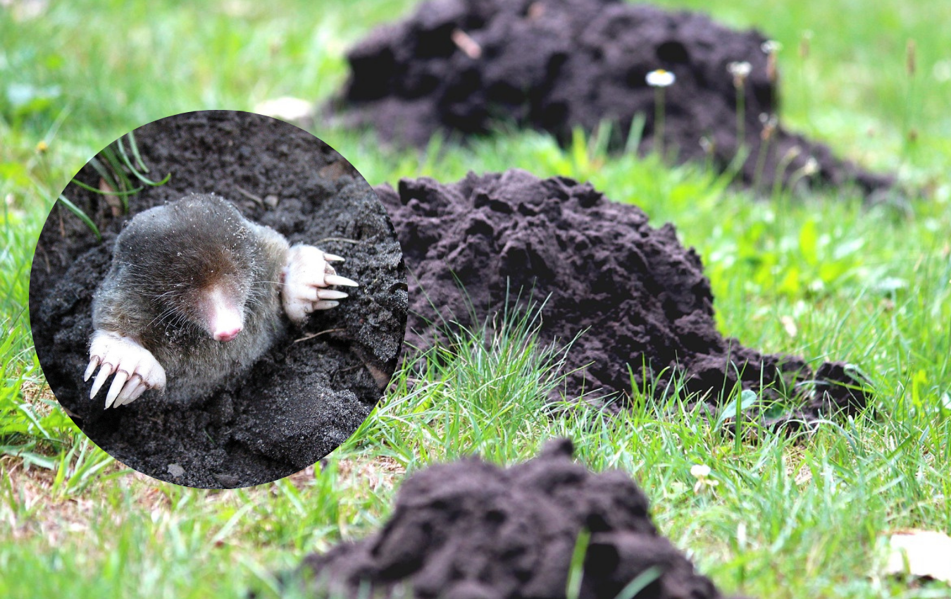 Експерти розповіли, як позбутися кротів на ділянці простими способами. Фото: скріншот з YouTube Експерти розповіли, як позбутися кротів на ділянці простими способами. Фото: скріншот з YouTube