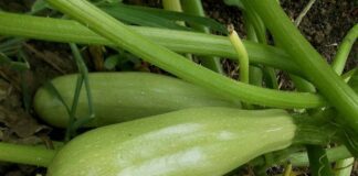 Городники поділилися секретами гарного врожаю кабачків. Фото: скриншот з відео