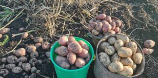 Городники розповіли, як посадити картоплю, щоб збільшити кількість врожаю 