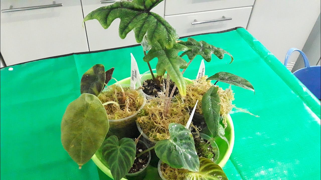 Садівники порадили простий лайфхак, який допоможе покращити цвітіння рослин у домашніх умовах