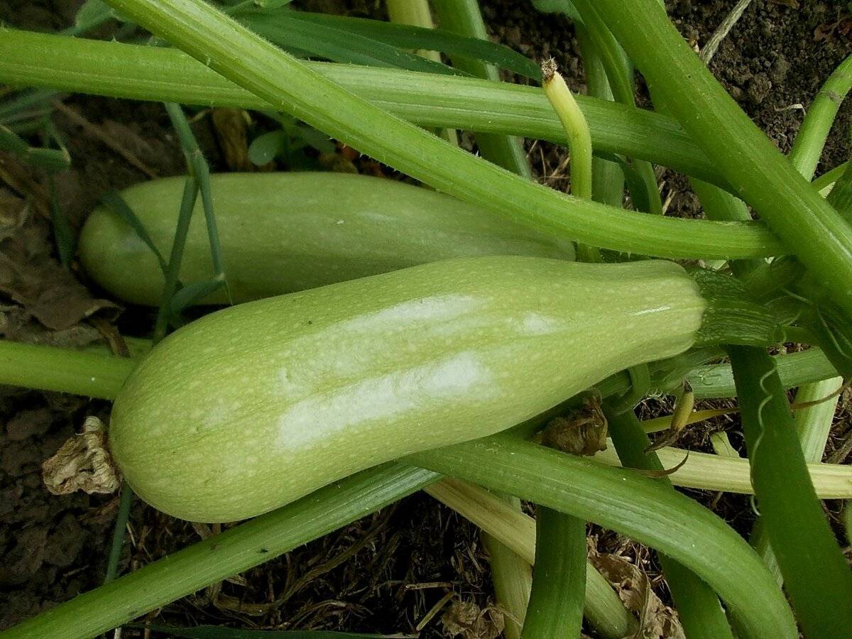 Городники розповіли, який сорт кабачків обрати для вирощування на власній грядці — проста порада