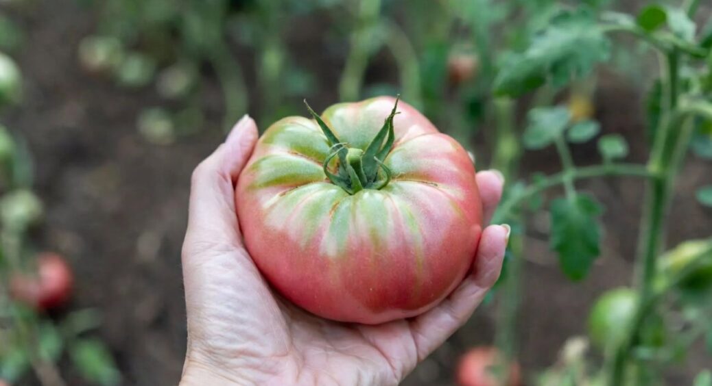 1 ложка на відро води — і томати не “жирують”, а зав’язують нові плоди: +6 кг до врожайності одразу 