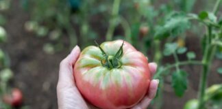 Як покращити смак магазинних помідорів. Фото: Добрі новини